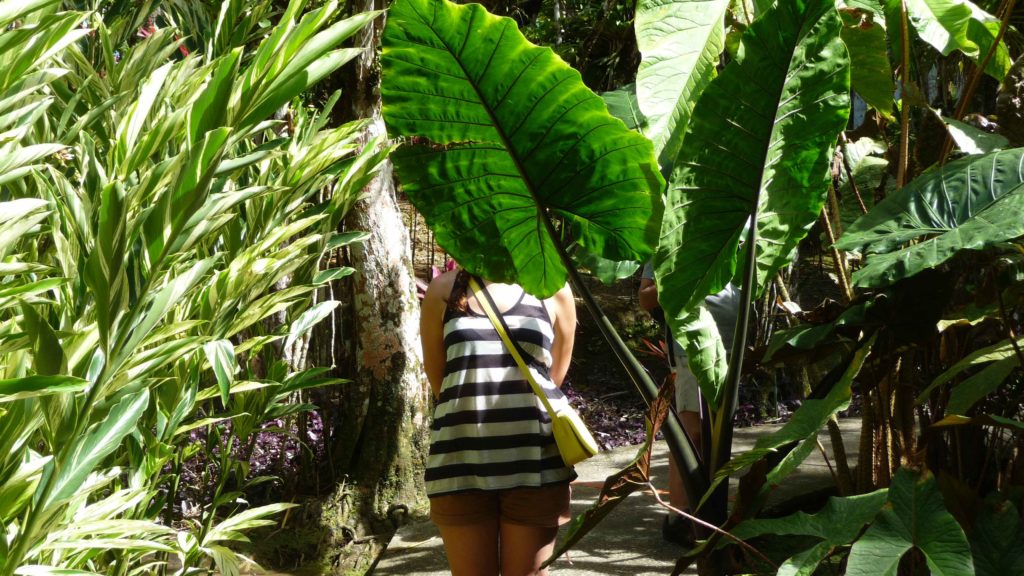 Plante de la famille des araceae (type Arum)