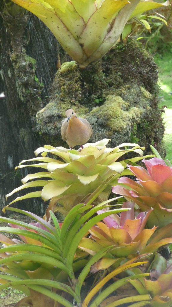 Une tourterelle à queue carrée qui s'abreuve dans une plante