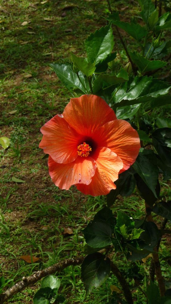 hibiscus1